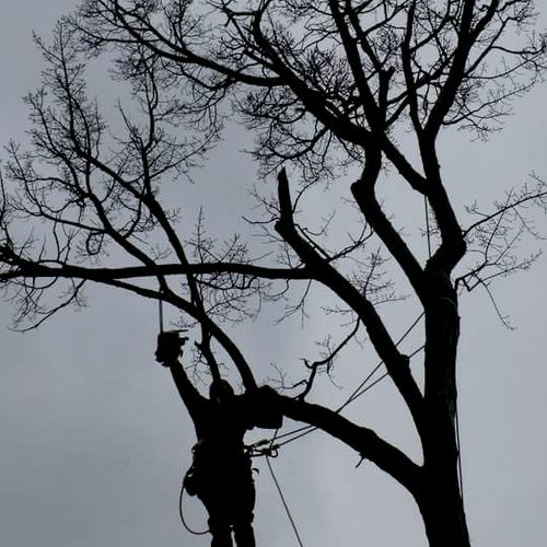 ArborJack's Tree Service Nashville, TN