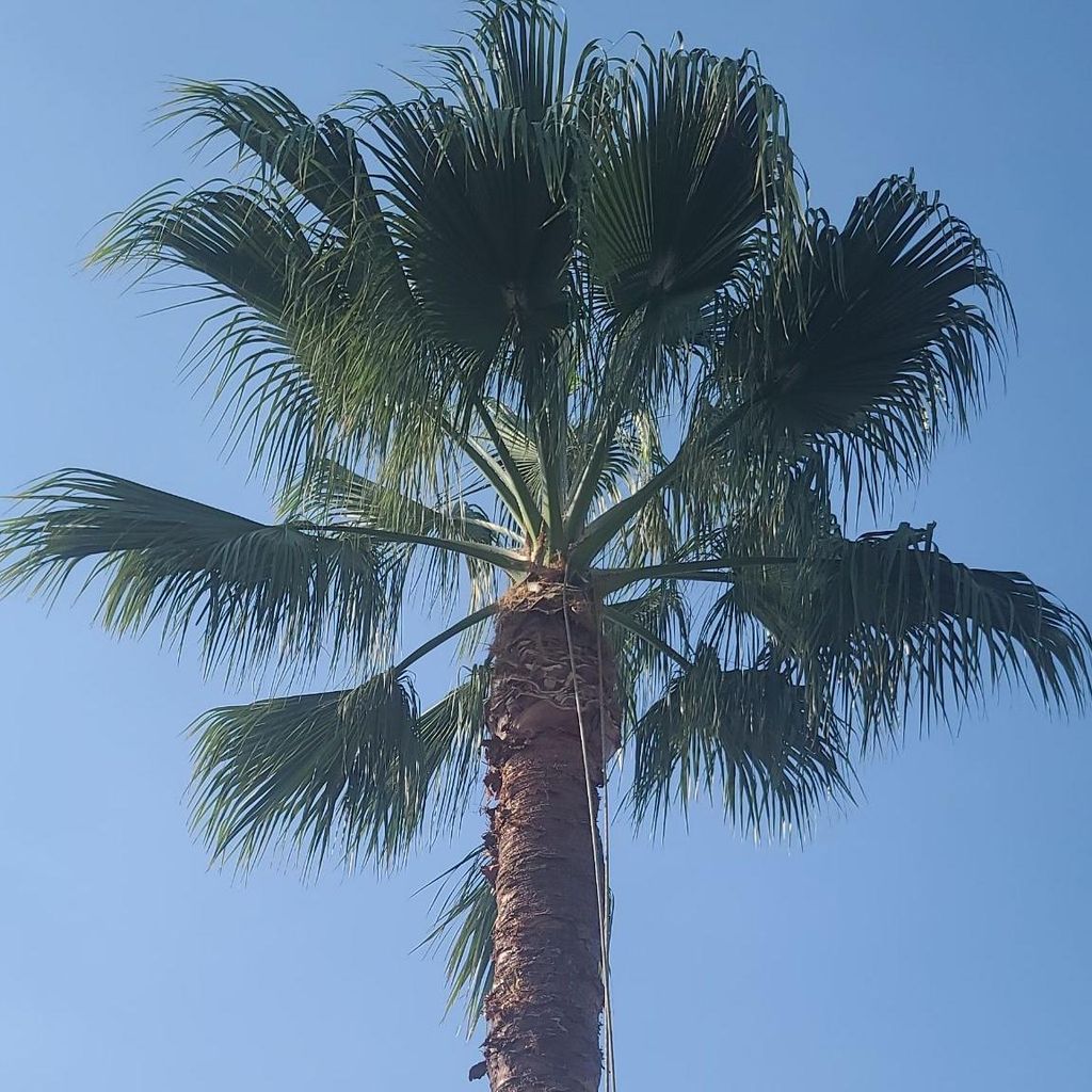 SS TREE CARE