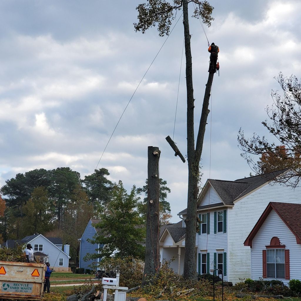 Same Day Tree Service