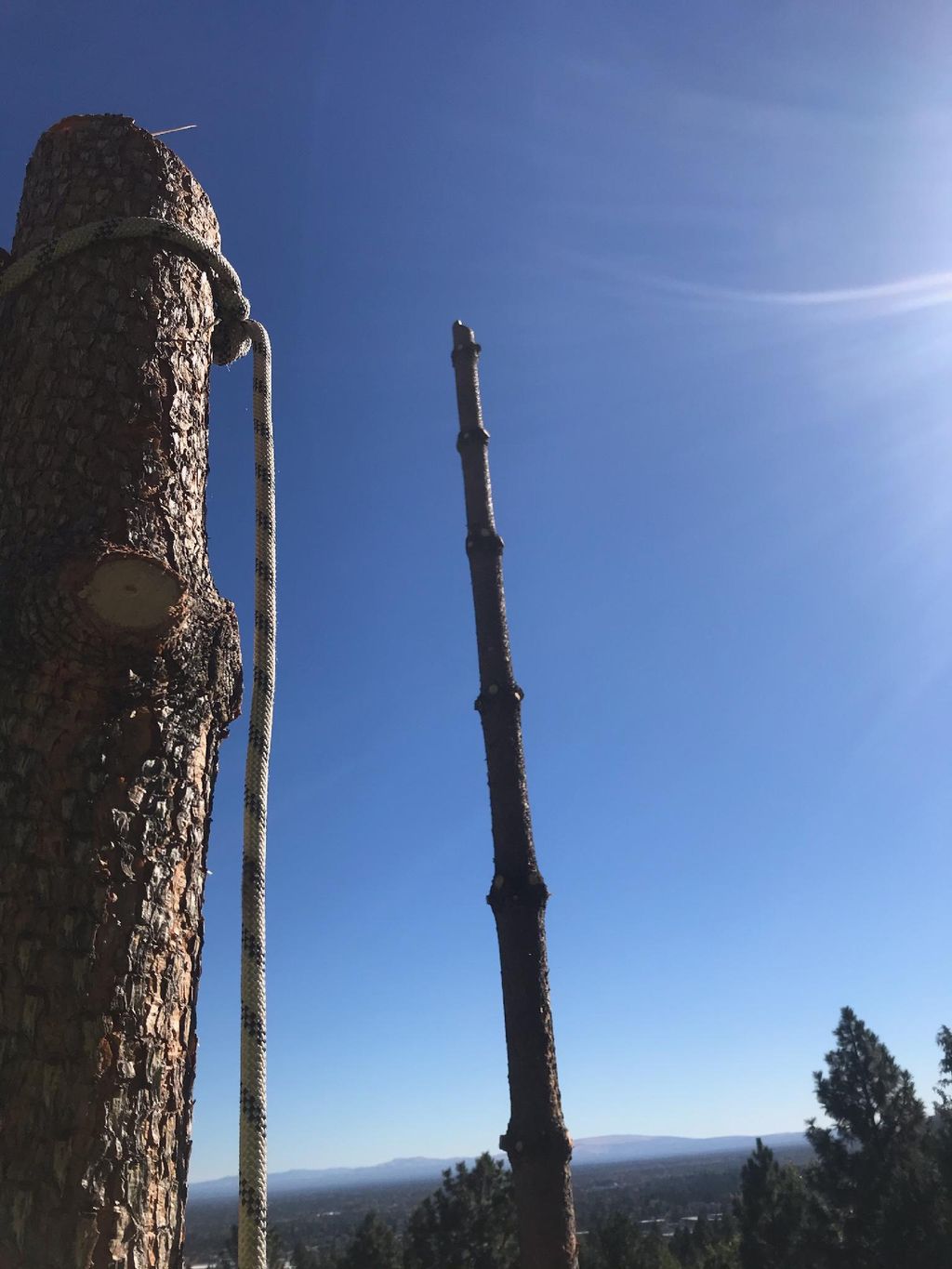 2 Ponderosas that were limbed out in preparation f