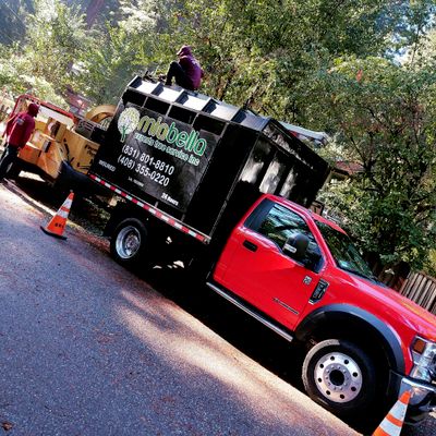 Tree Service, Tree Removal, Trimming, Winston-Salem NC