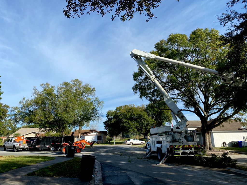 Tree Trimming and Removal