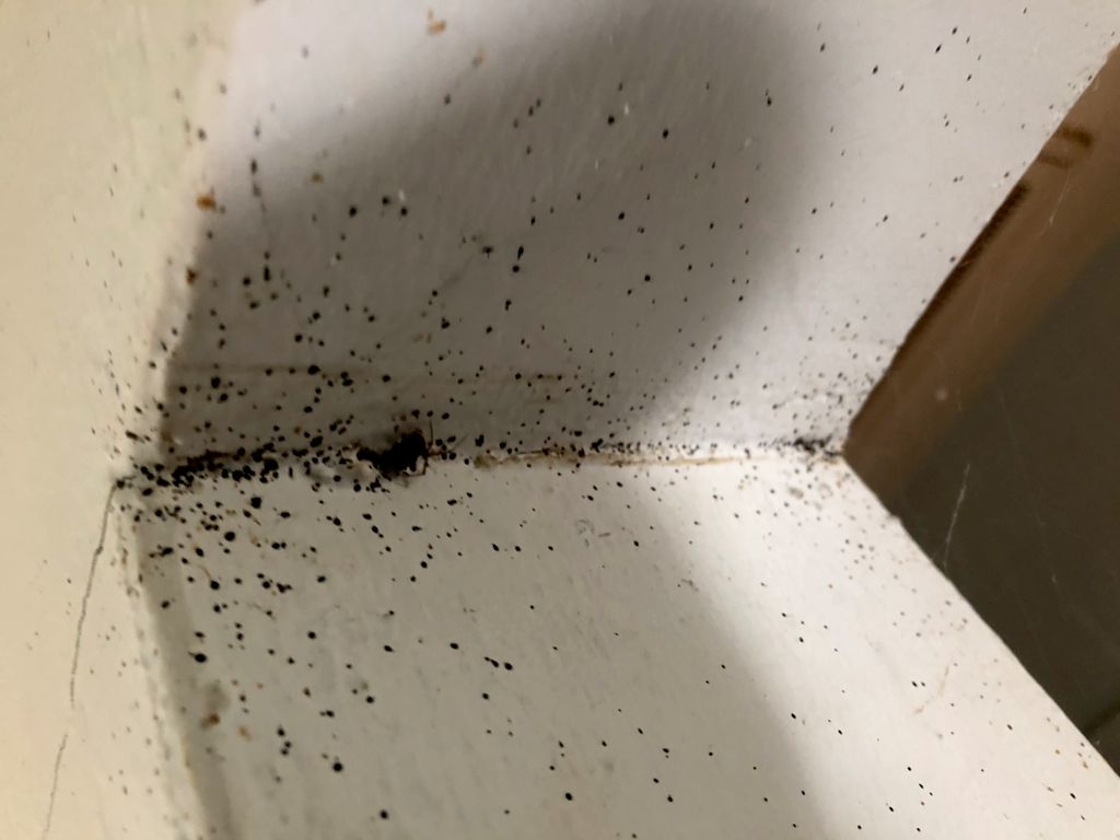 Bed bugs