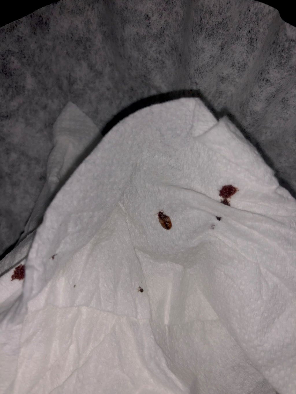 Bed bugs