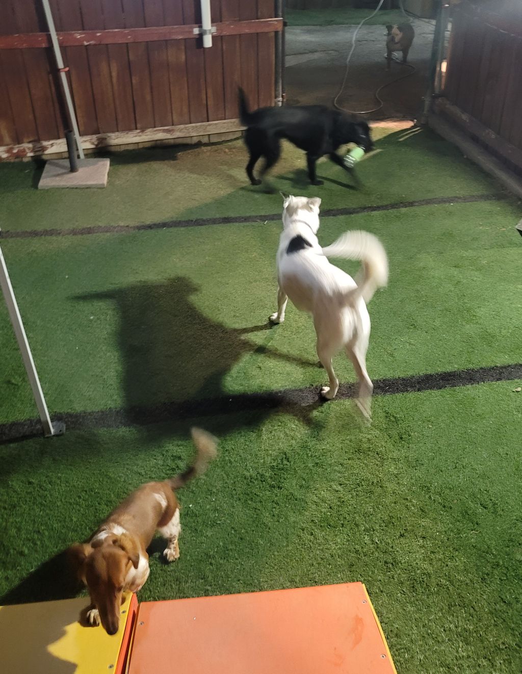 Dog Daycare