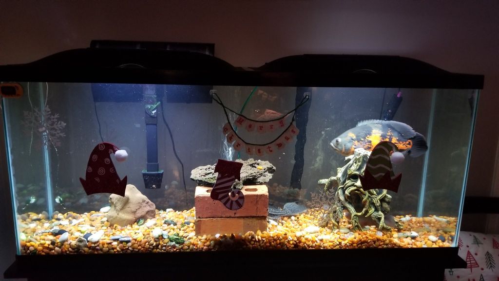Customer photos