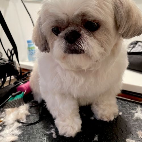 It’s not easy to trim a shih-tzu’s face, but Ana d