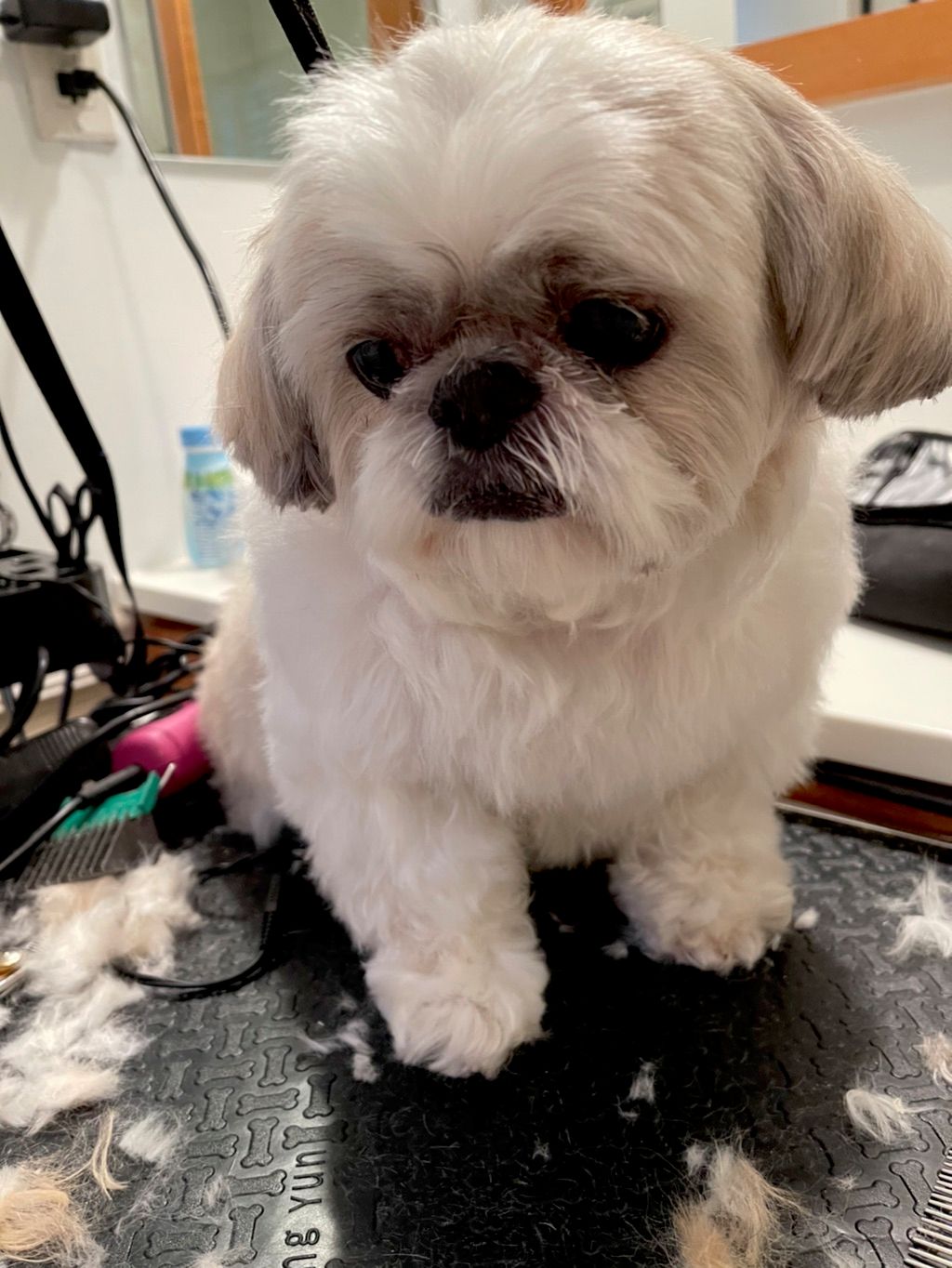 It’s not easy to trim a shih-tzu’s face, but Ana d