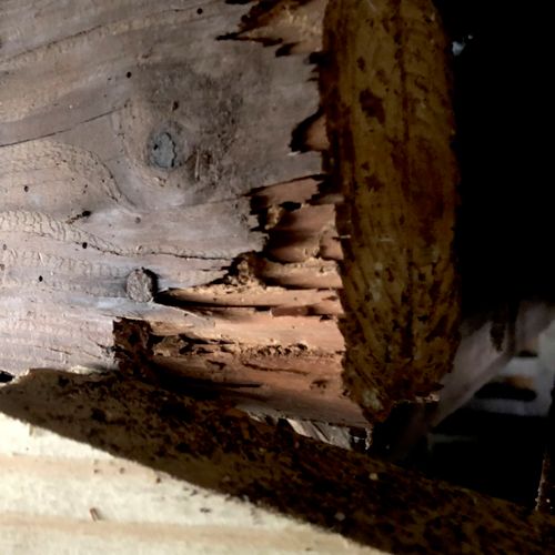 Drywood termite damage under a crawl space.