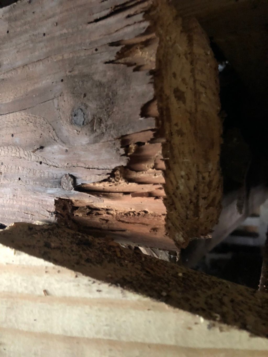 Drywood termite damage under a crawl space.