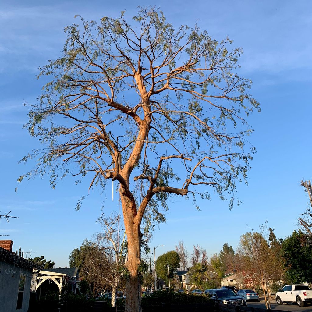 Pedro&javier Lopez tree service