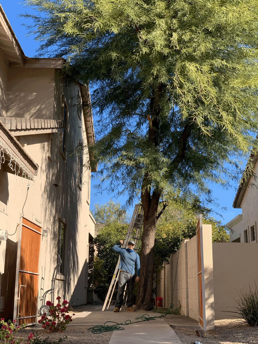 Tree Trimming and Removal