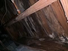 Mold in Crawlspace.  What's in your crawlspace?