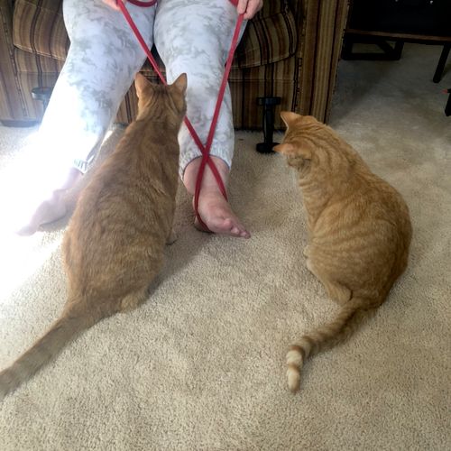 My client training while her cats watch  with seri