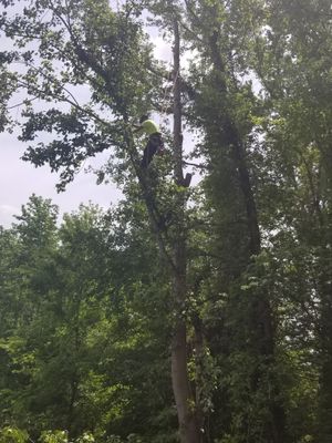 Avatar for INNOVATIONS TREE SERVICE FENCE DECK-REPAIR