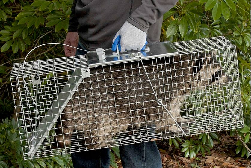 Raccoon caught and relocated 