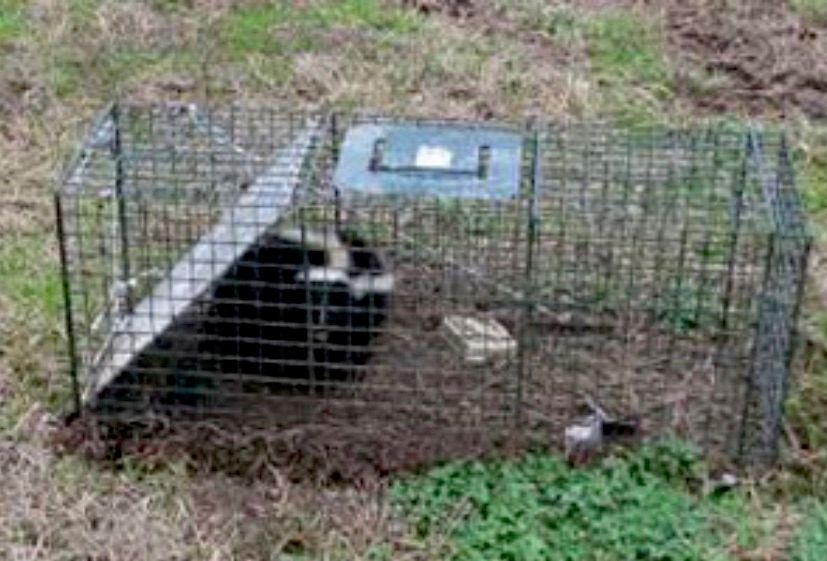 Skunk caught in trap two day sit