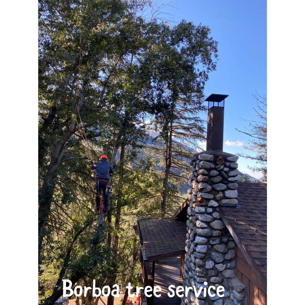 Borboa Tree Service