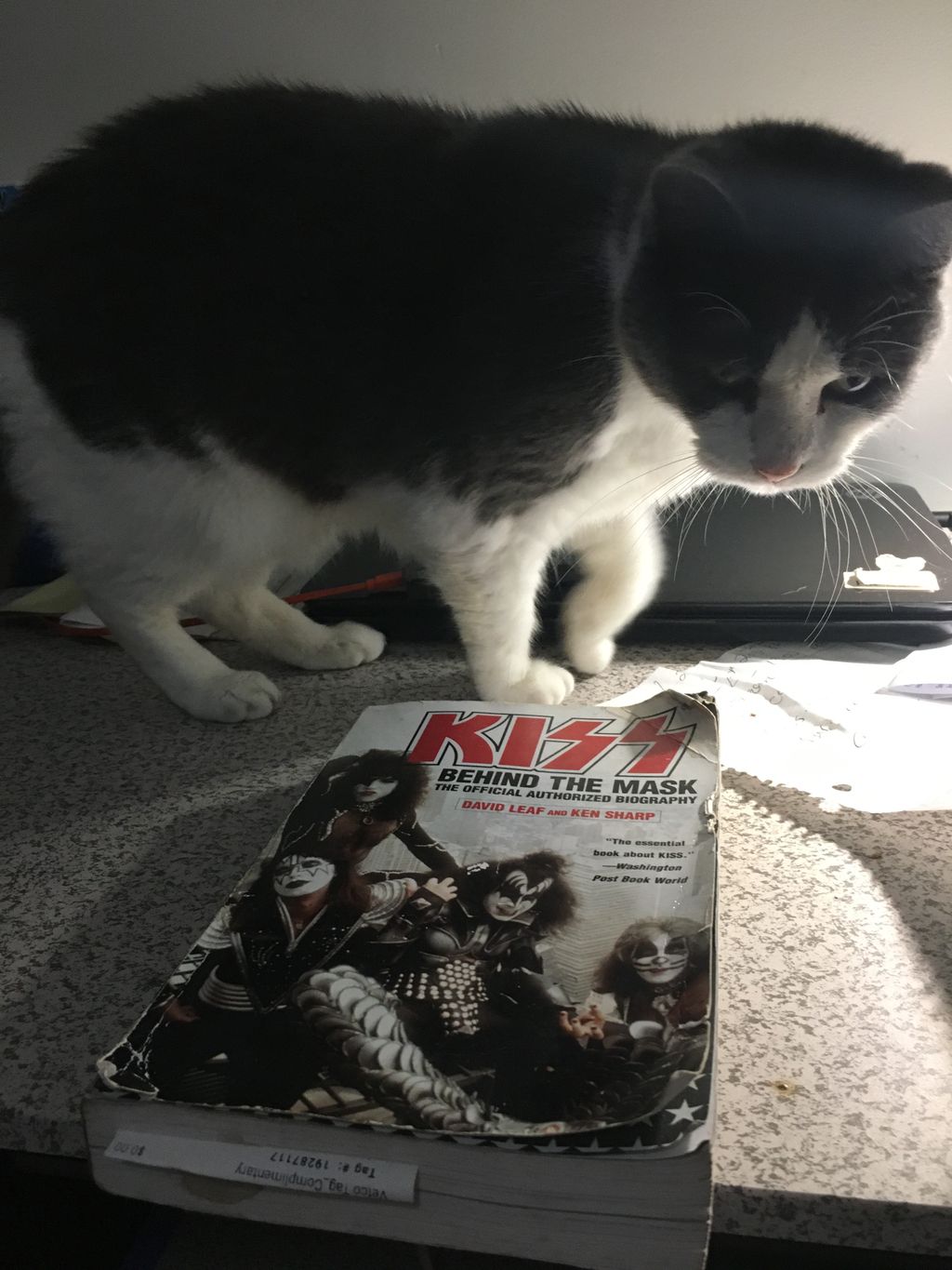 Gracie checking out my kiss book