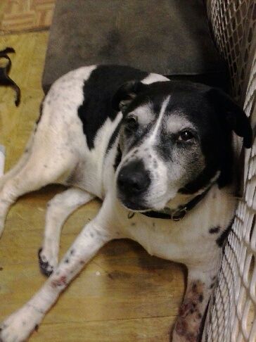  Honey bear my sweet akita pointer