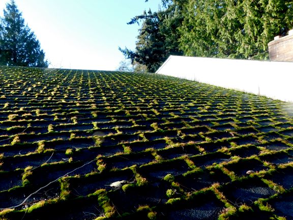 Moss covered roof