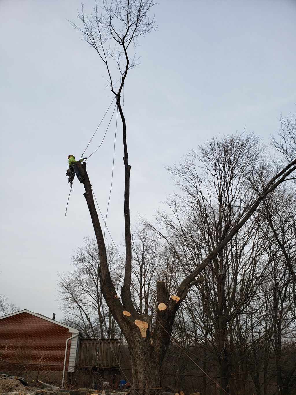 Tree Trimming and Removal