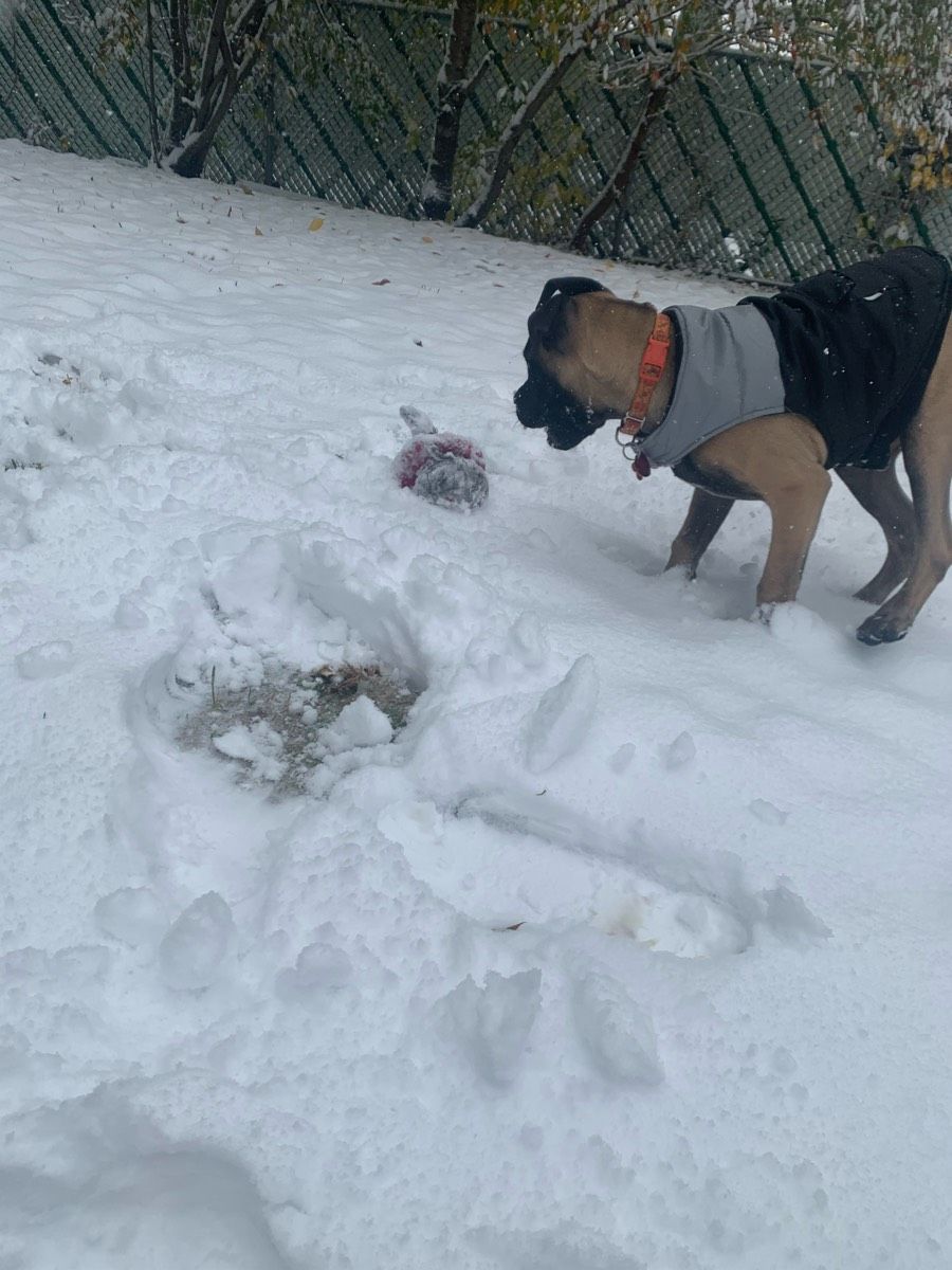 Snowy Playtime