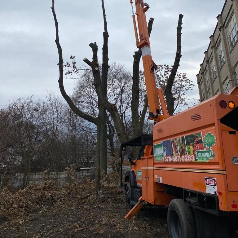 Lackawanna tree service