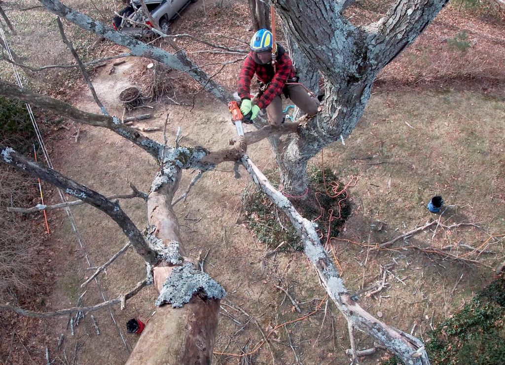 Remove dangerous deadwood