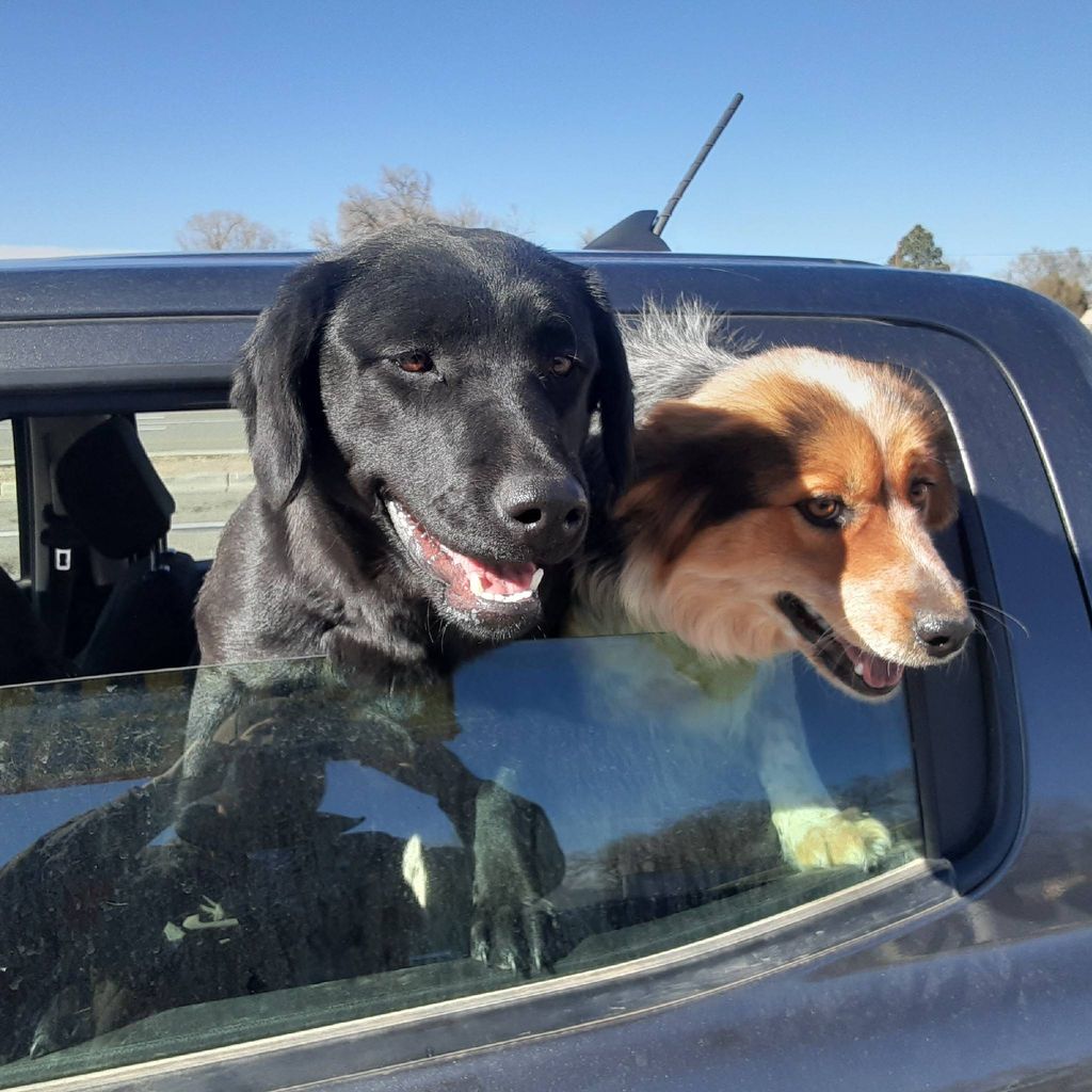 A Veteran and His Dog Handyman