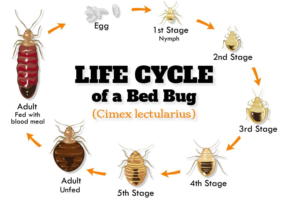 Let us assess your bed bug problem