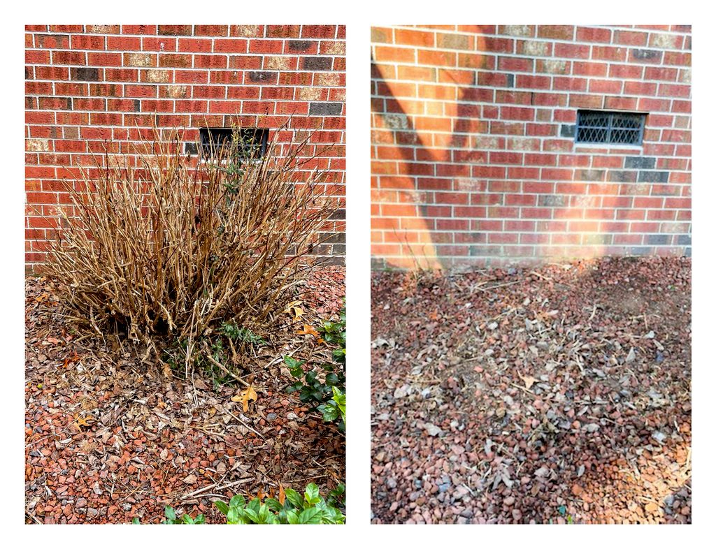 Shrub Trimming and Removal