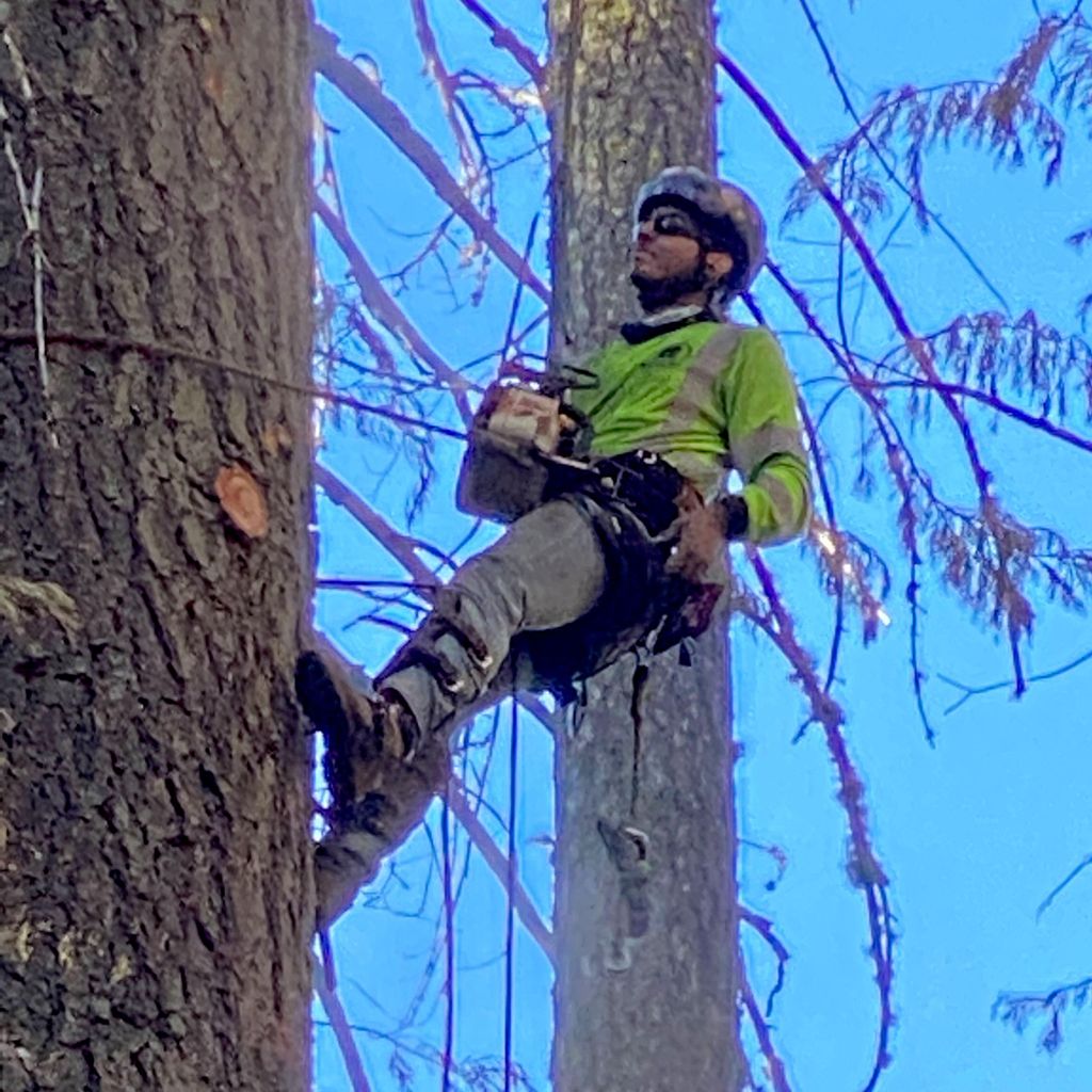 Andrade’s tree service LLC