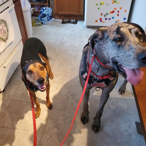 Our Great Dane and Coon hound could not be togethe