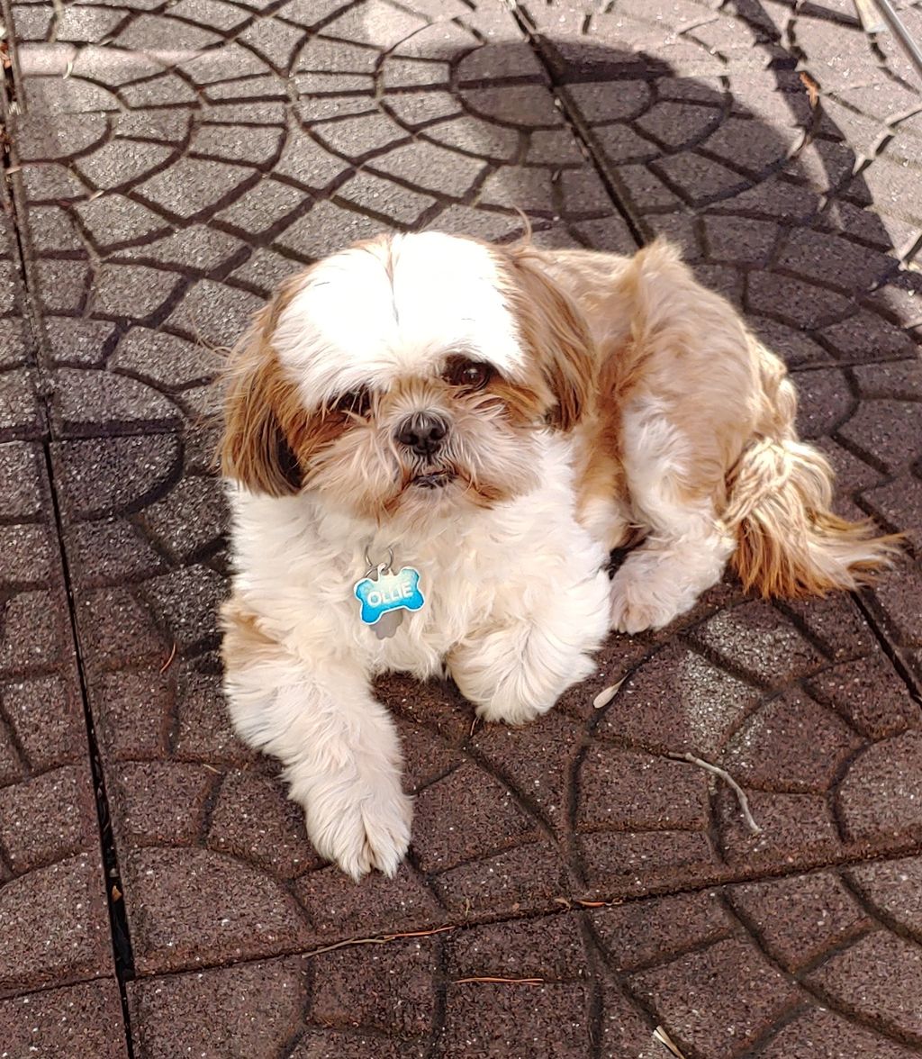 One of our happy client's sunning on the back pati