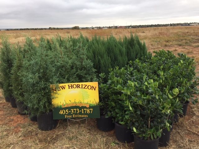 Dressing Up Your Outdoor Living Space, with trees!