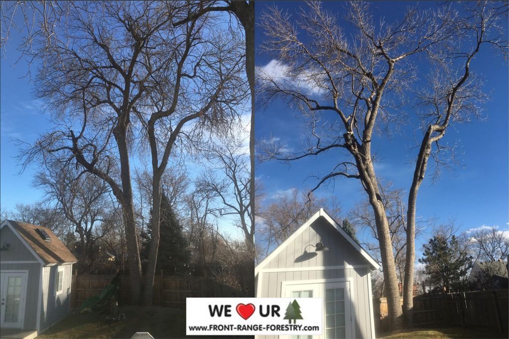 Tree Trimming and Removal