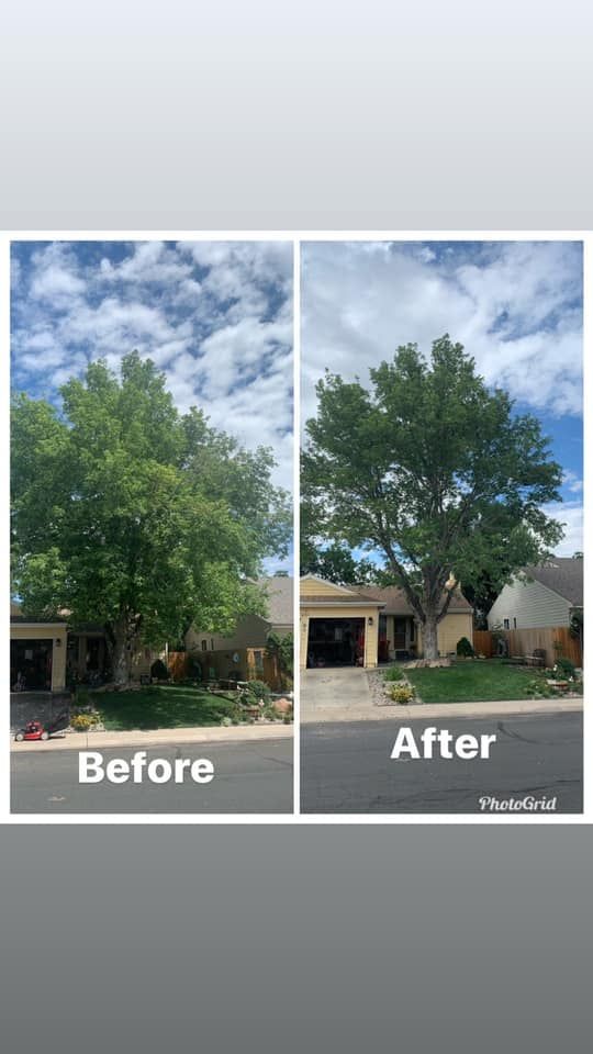 Tree Trimming and Removal