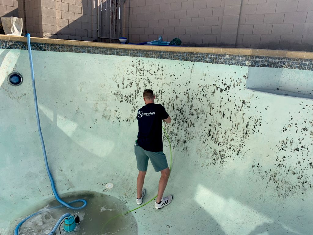 Black algae before