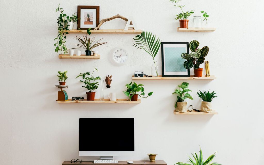 Plant care 101: Here's how you can grow strong and healthy plants.