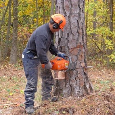 Avatar for Elite Tree Removal / Commercial Paint