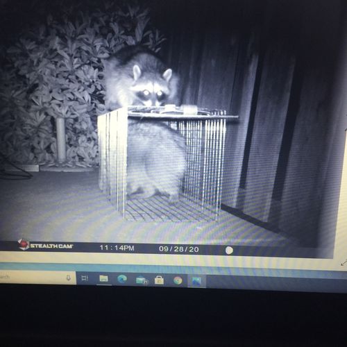 With a game camera remember raccoons are smarter t