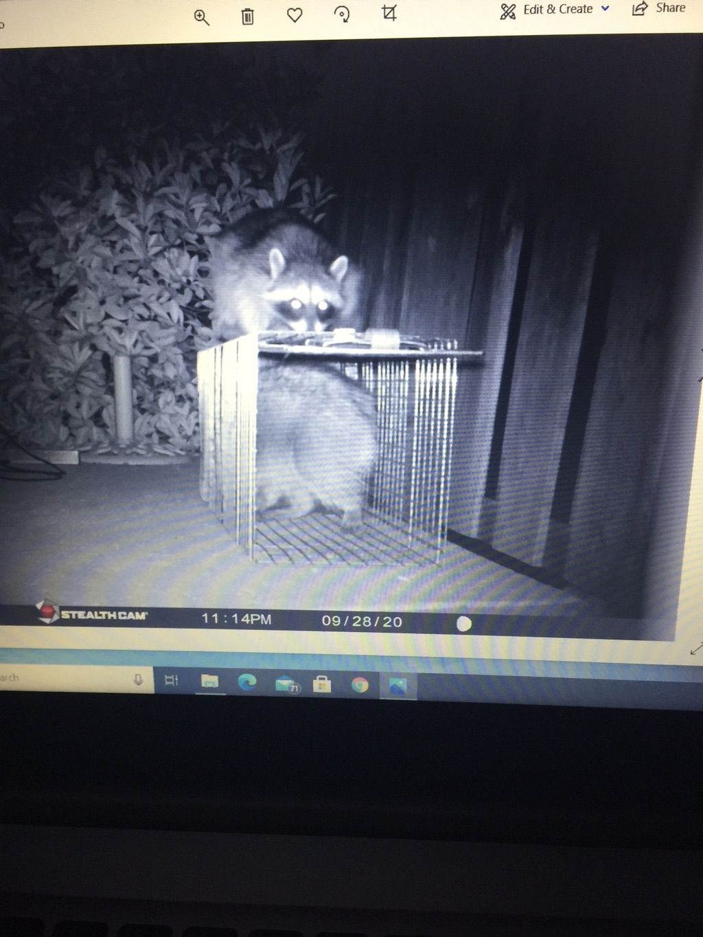 With a game camera remember raccoons are smarter t