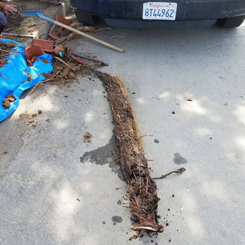 tree root extraction 6ft long