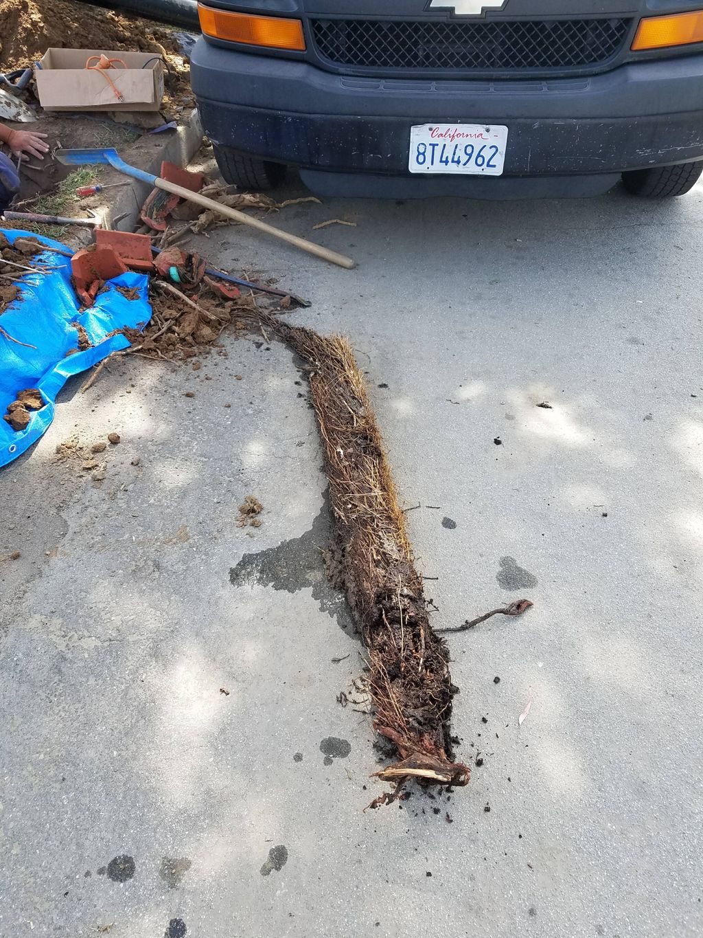 tree root extraction 6ft long