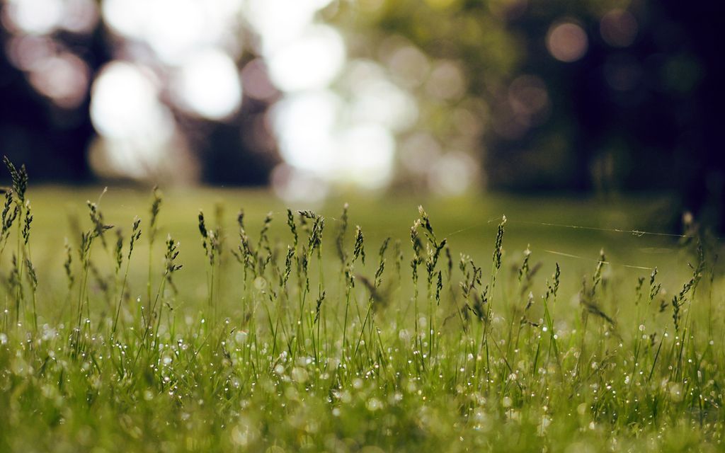 How much does lawn weed control cost?