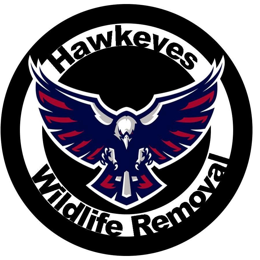 Hawkeyes Wildlife Removal