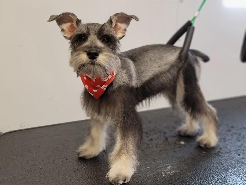 Exclusive C&D Grooming - Bradenton, FL