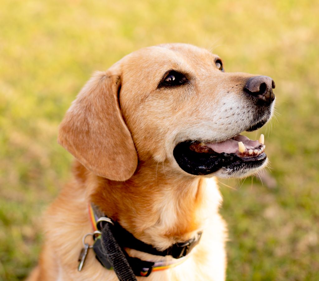 Pet photography