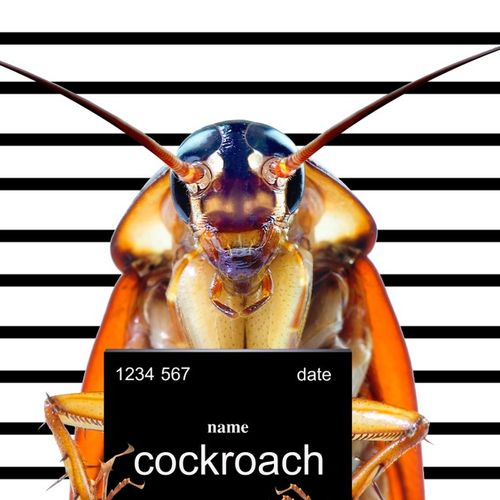 Funny Roach Picture